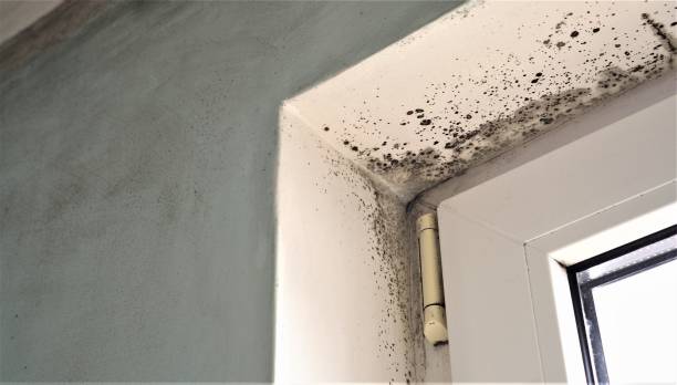 Best Basement Mold Removal  in Robertsde, AL