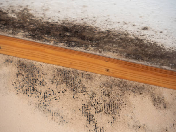 Best Industrial Mold Remediation  in Robertsde, AL